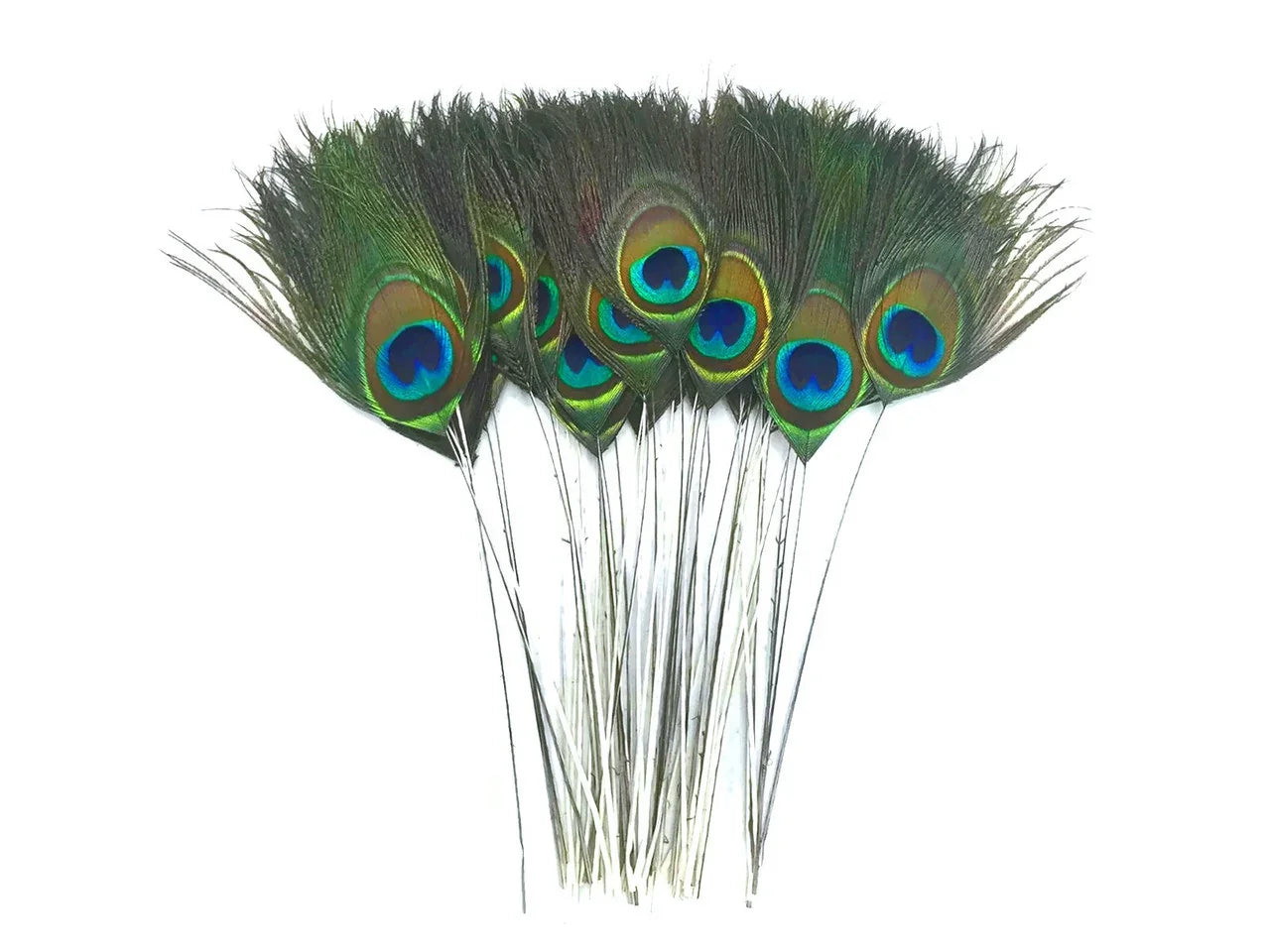 Vibrant peacock feathers with iridescent blue and green eye patterns for crafts and decor.