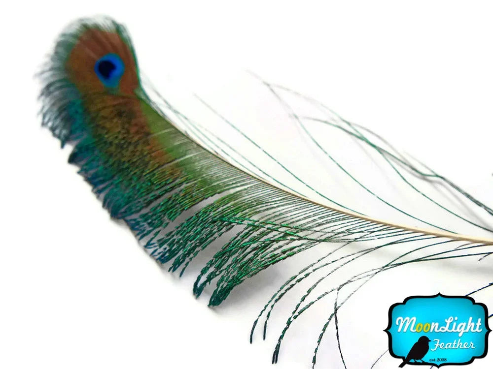 Iridescent peacock feather with vibrant blue eye detail for crafts and fashion decor.