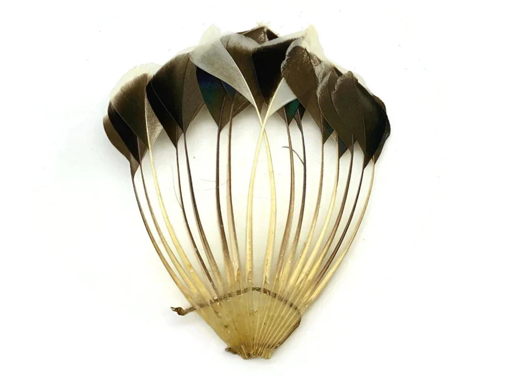 Natural black and white decorative feathers with long quills for DIY crafts and fashion.