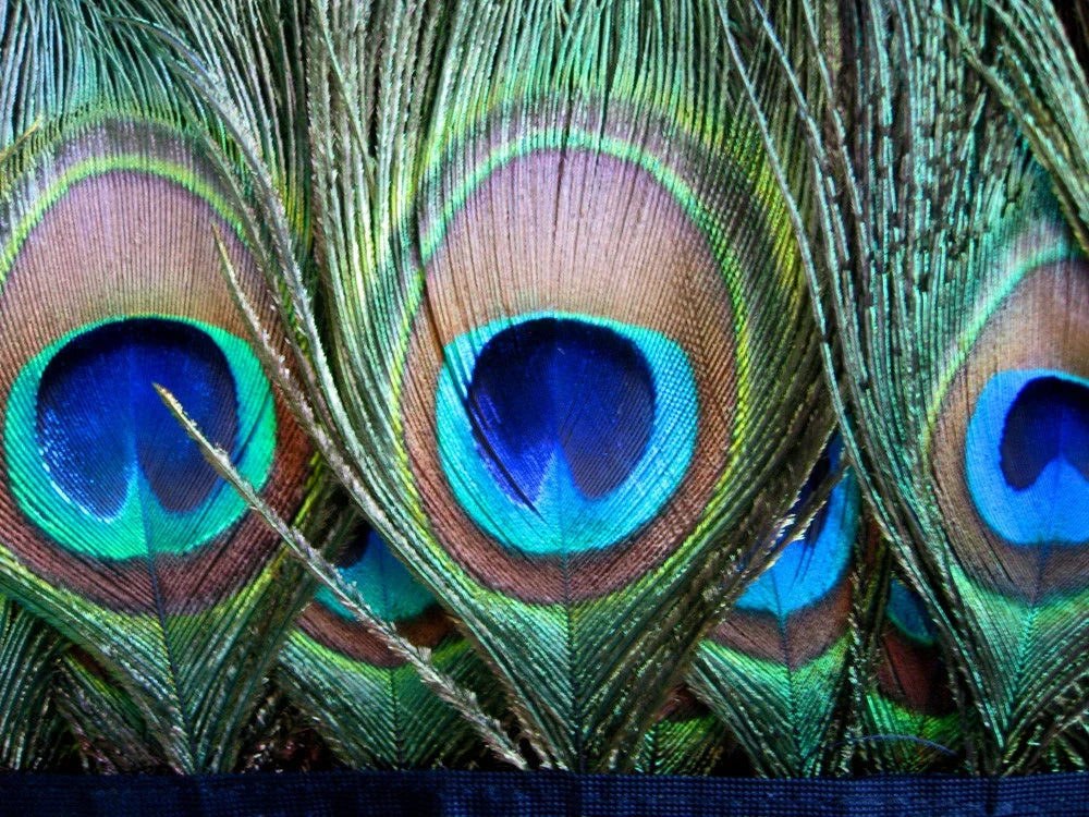 Vibrant iridescent peacock feathers with blue and green eye patterns for craft supplies.