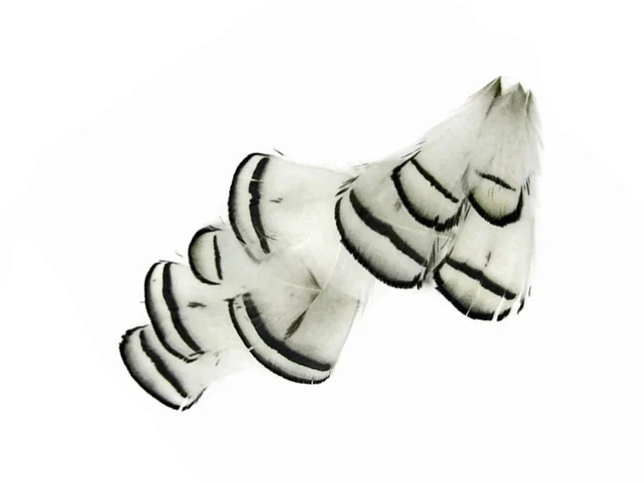 White and black striped decorative feathers for DIY crafts and fashion accessories.