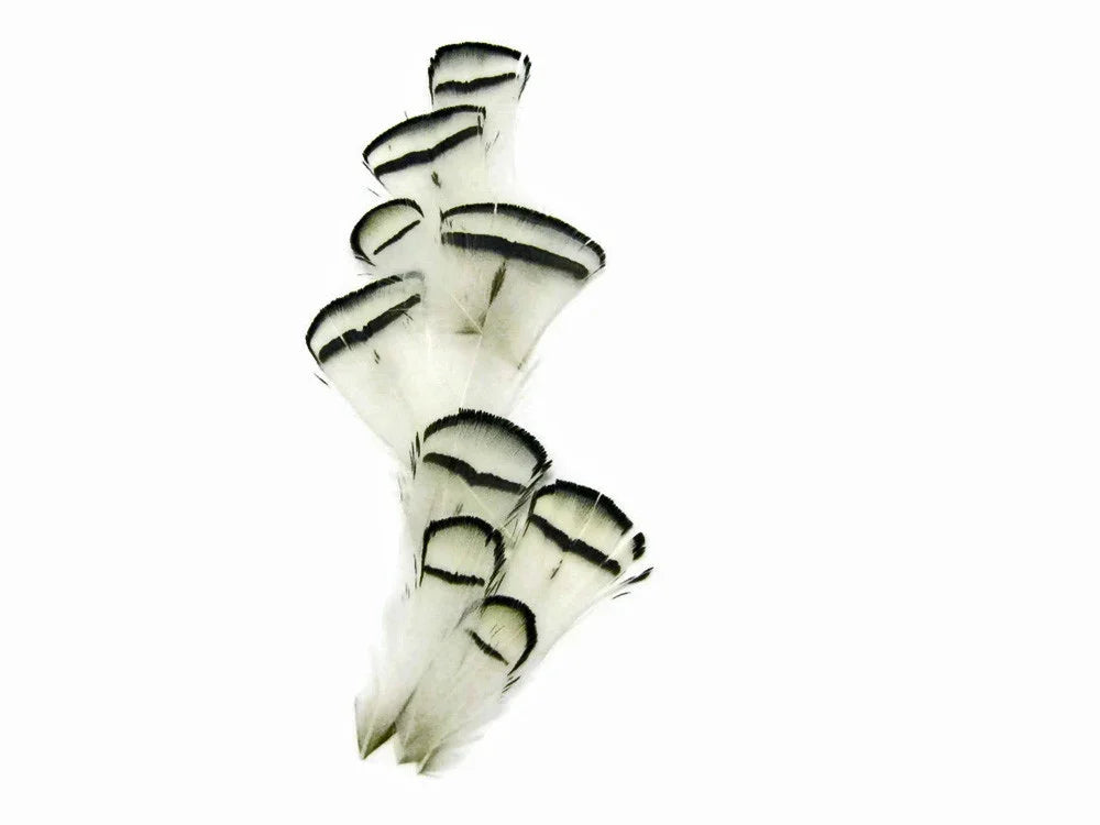 White feathers with black tips for DIY crafts and fashion accessories.