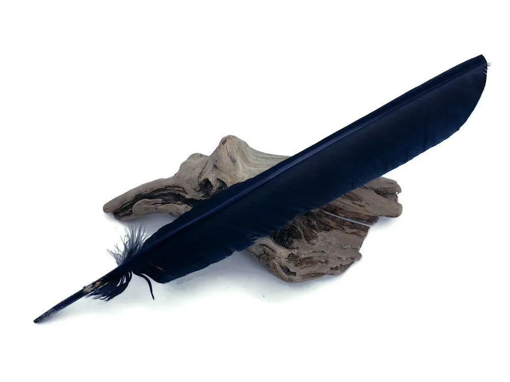 Large navy blue feather resting on a piece of natural driftwood against a white background.