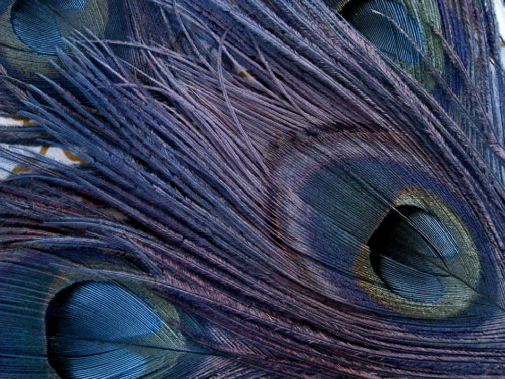 100 Pieces – Navy Blue Bleached & Dyed Peacock Tail Eye Wholesale Feathers (Bulk) 10-12”