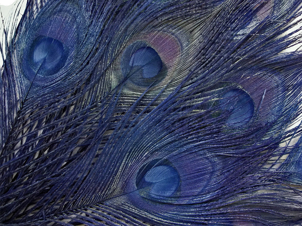 50 Pieces – Navy Blue Bleached & Dyed Peacock Tail Eye Wholesale Feathers (Bulk) 10-12” Long