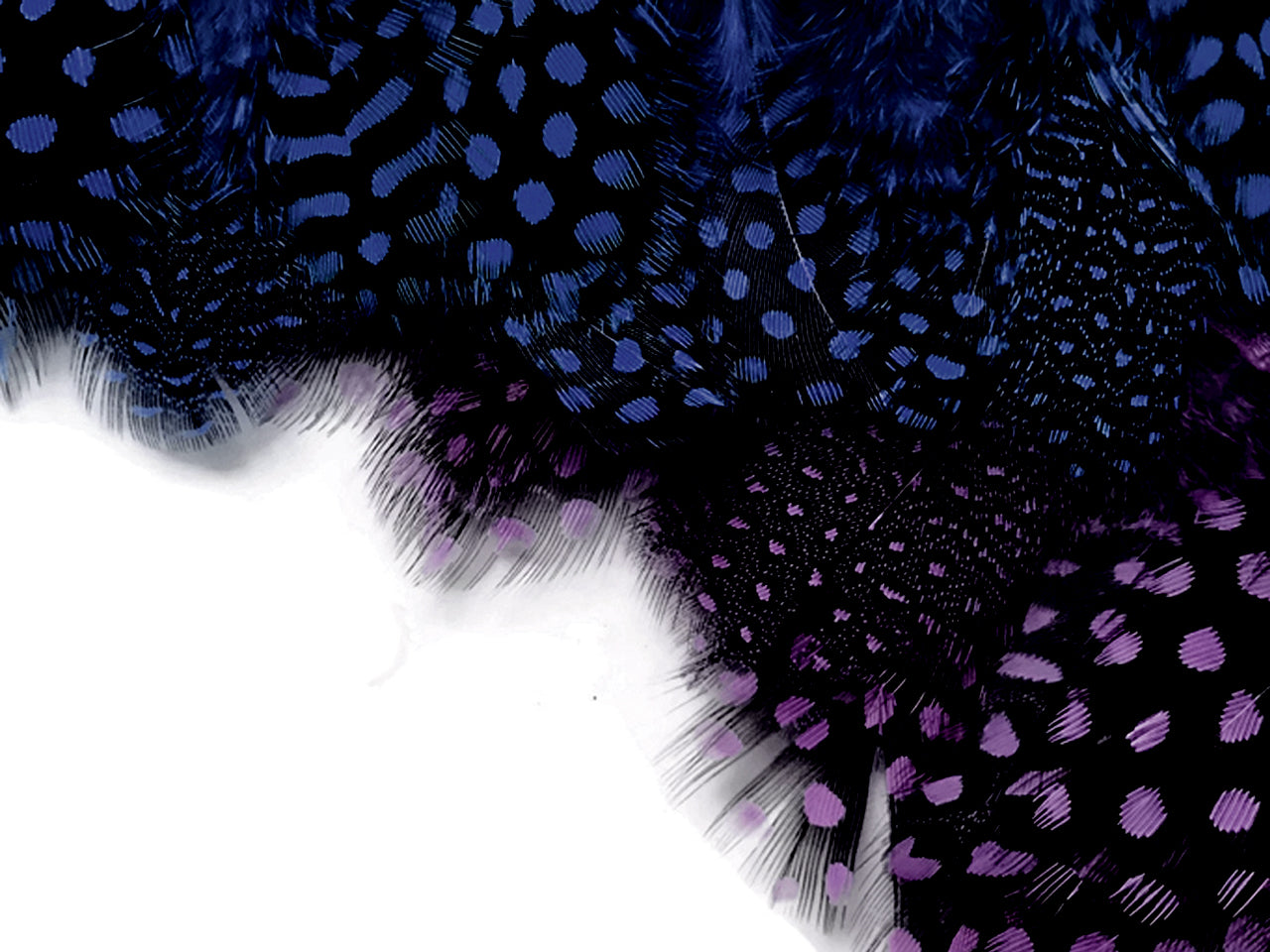 1 Yard - Navy Blue Guinea Hen Polka Dot Plumage Feather Trim