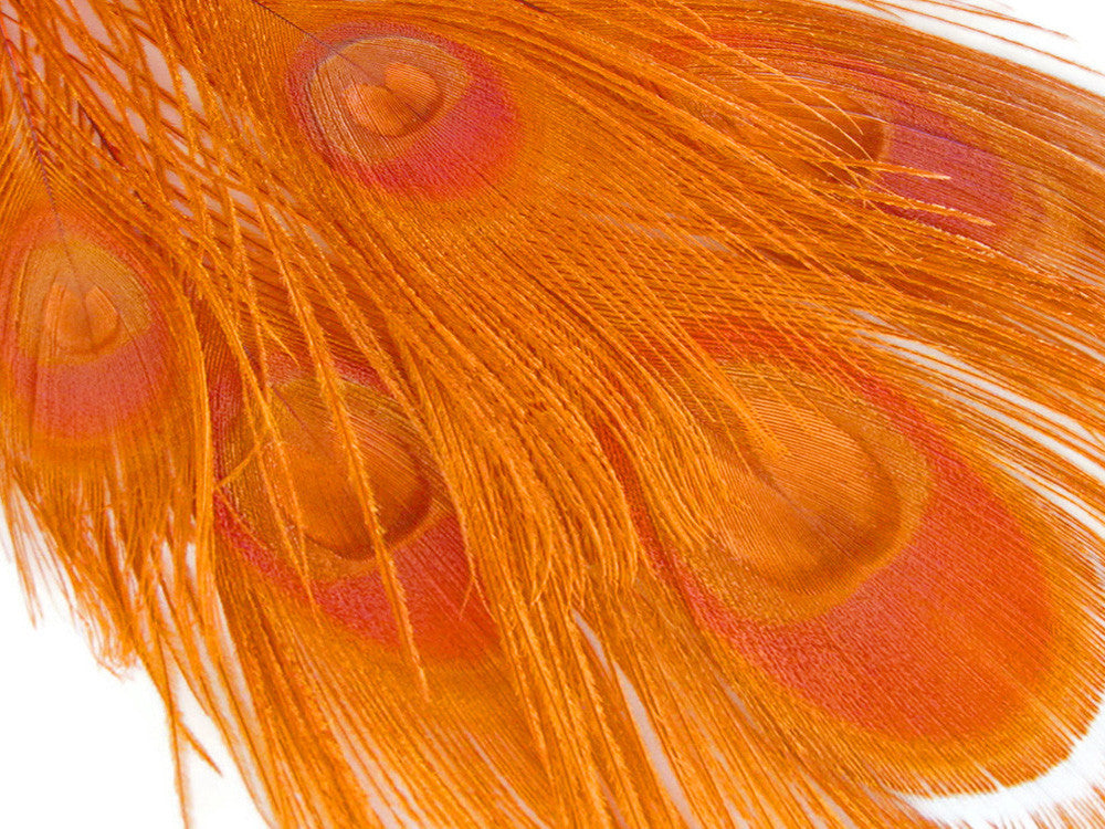 5 Pieces – Orange Bleached & Dyed Peacock Tail Eye Feathers 10-12” Long