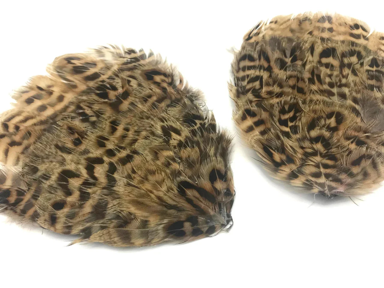 Two spotted brown patterned feathers for DIY crafts and fashion accessories.