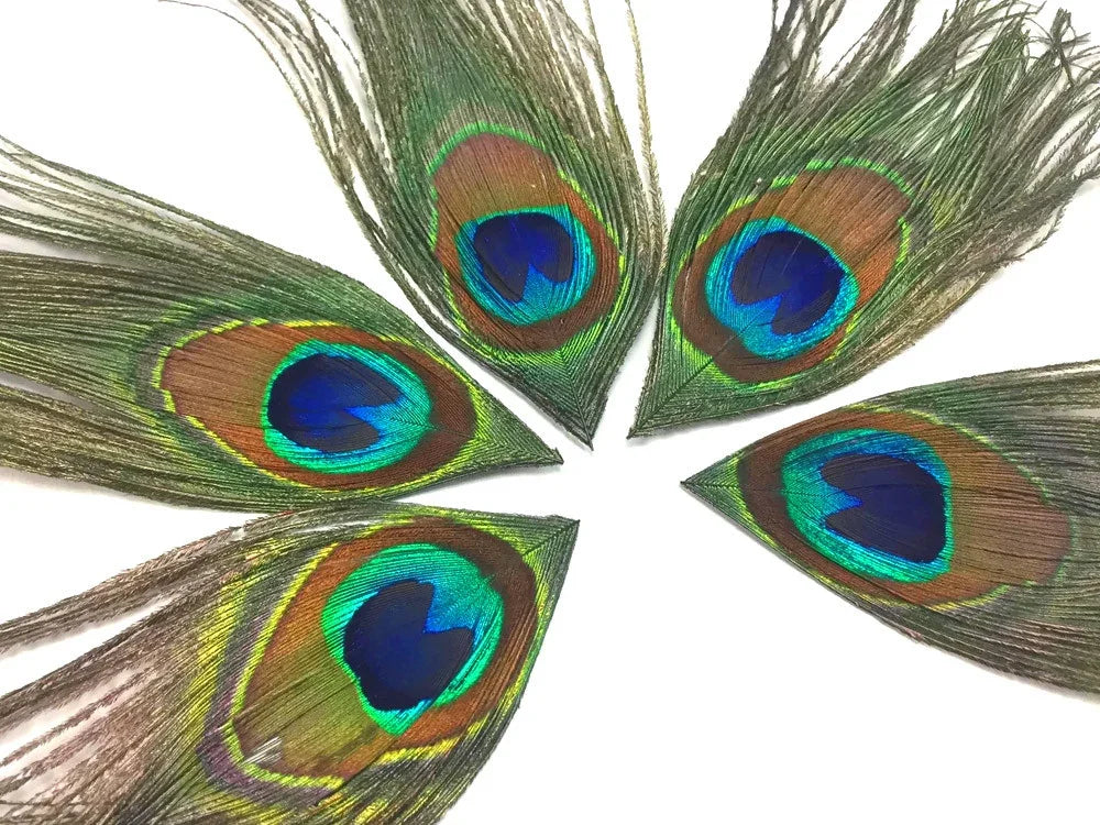 Vibrant peacock feathers arranged in a fan shape for crafts and fashion decor.