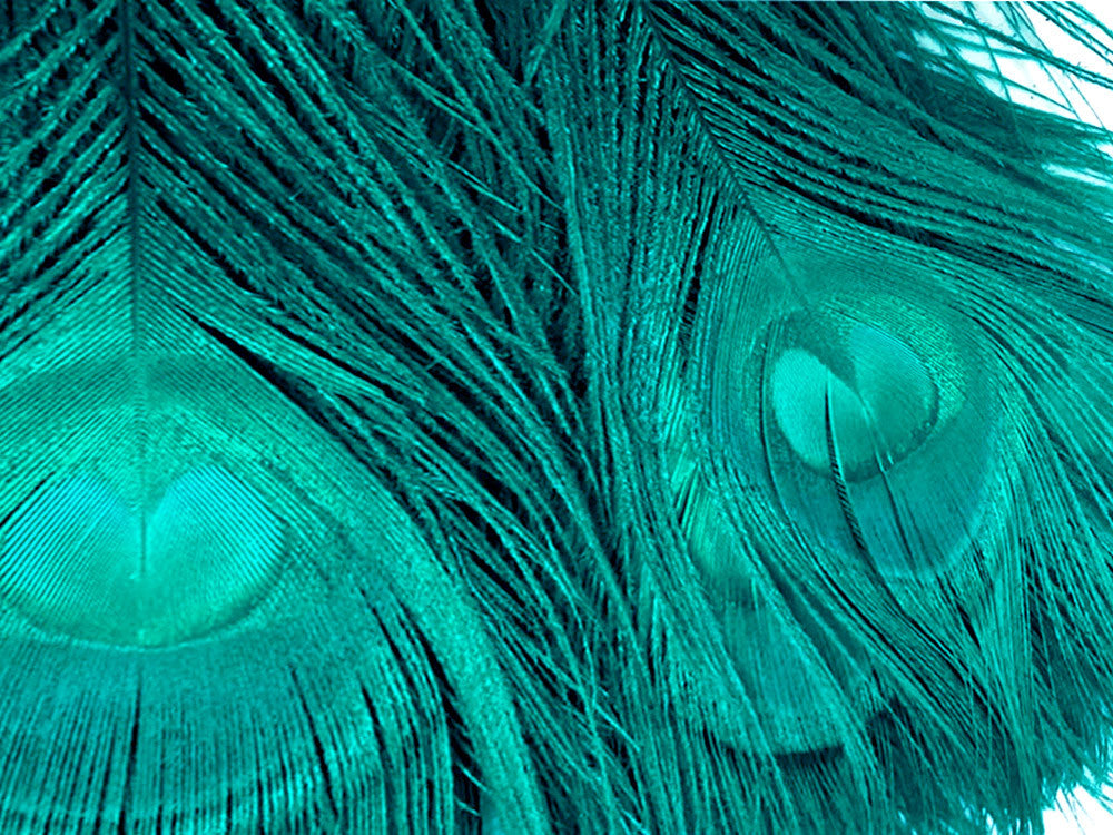 5 Pieces – Peacock Green Bleached & Dyed Peacock Tail Eye Feathers 10-12” Long