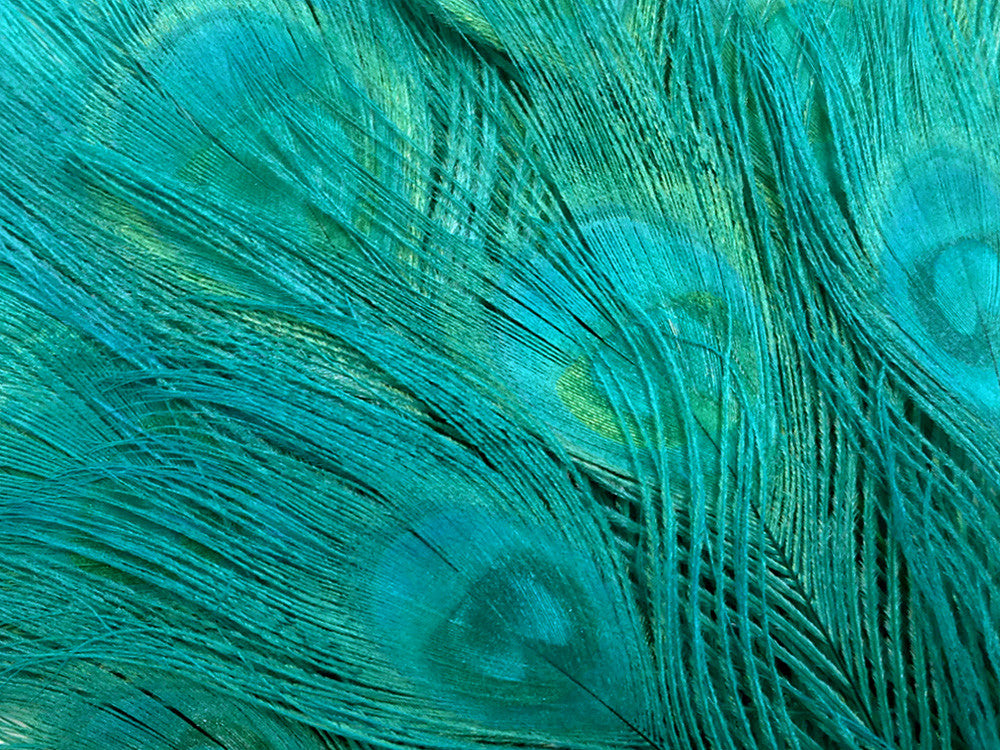 50 Pieces – Peacock Green Bleached & Dyed Peacock Tail Eye Wholesale Feathers (Bulk) 10-12” Long