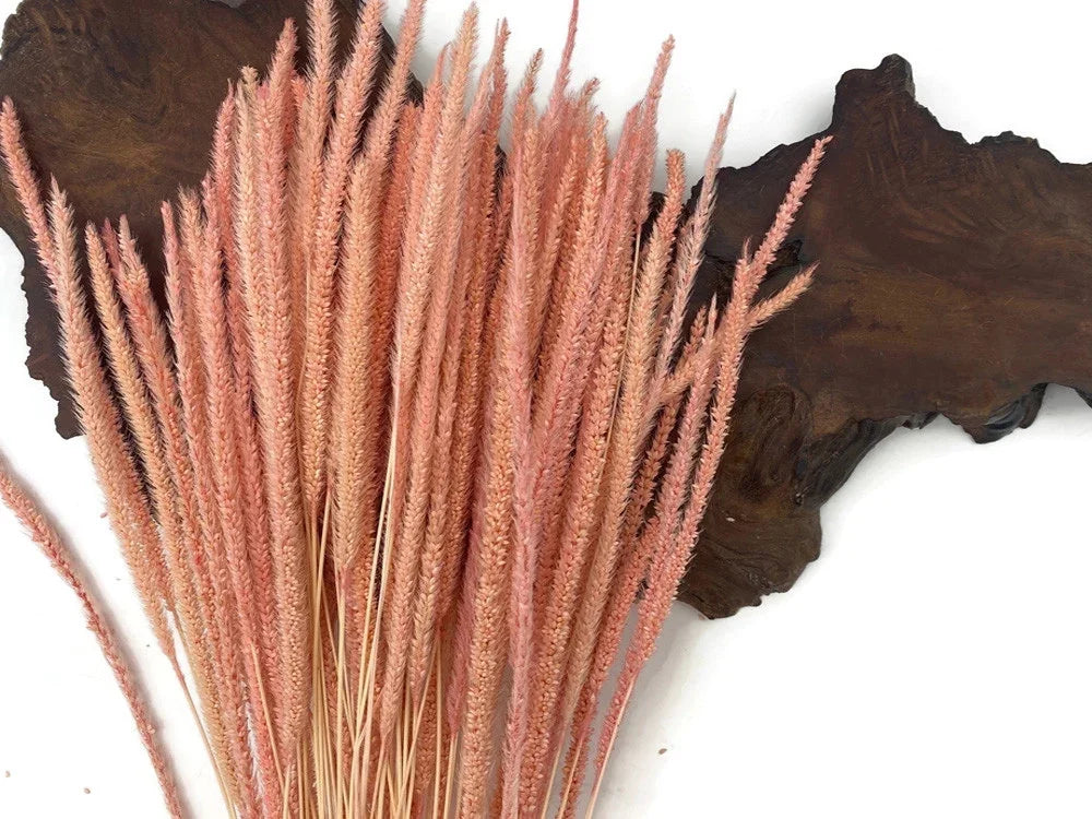 Dried peach-colored decorative grass stalks for DIY floral arrangements and home décor.