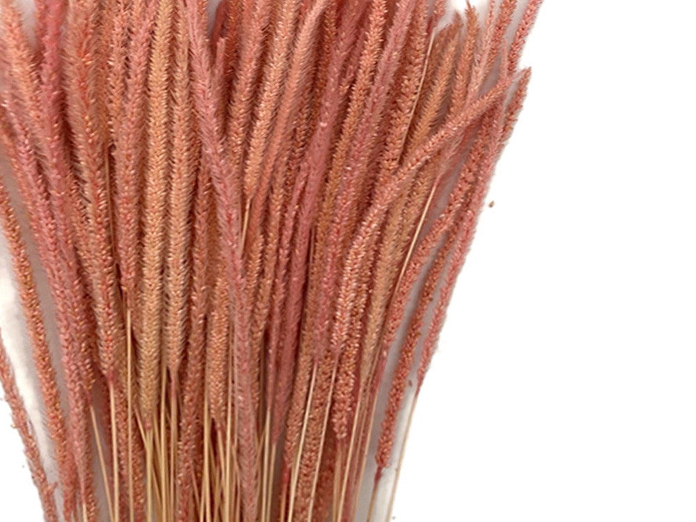 60 Pieces - 18-22" Dyed Pink Thousand Grass Reed Preserved Dried Botanical