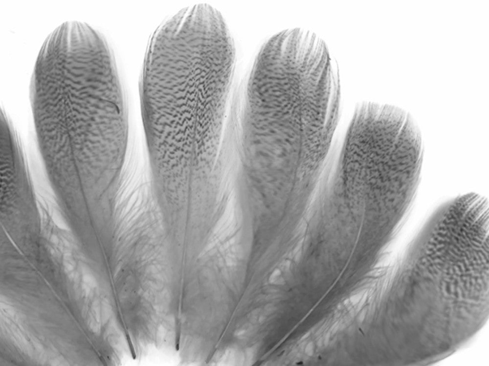 1 Pack - Platinum Grey Mallard Duck Flank Feathers 0.10 Oz.