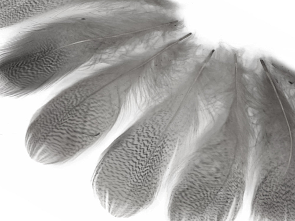 1 Pack - Platinum Grey Mallard Duck Flank Feathers 0.10 Oz.
