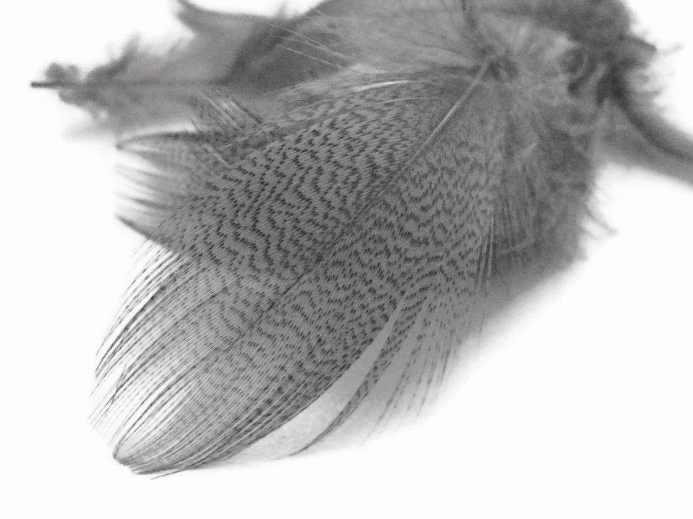 1 Pack - Platinum Grey Mallard Duck Flank Feathers 0.10 Oz.