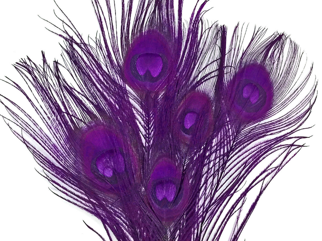 50 Pieces – Purple Bleached & Dyed Peacock Tail Eye Wholesale Feathers (Bulk) 10-12” Long