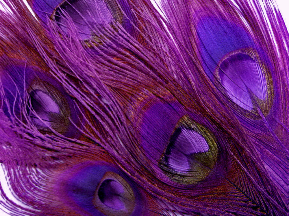 5 Pieces – Purple Bleached & Dyed Peacock Tail Eye Feathers 10-12” Long