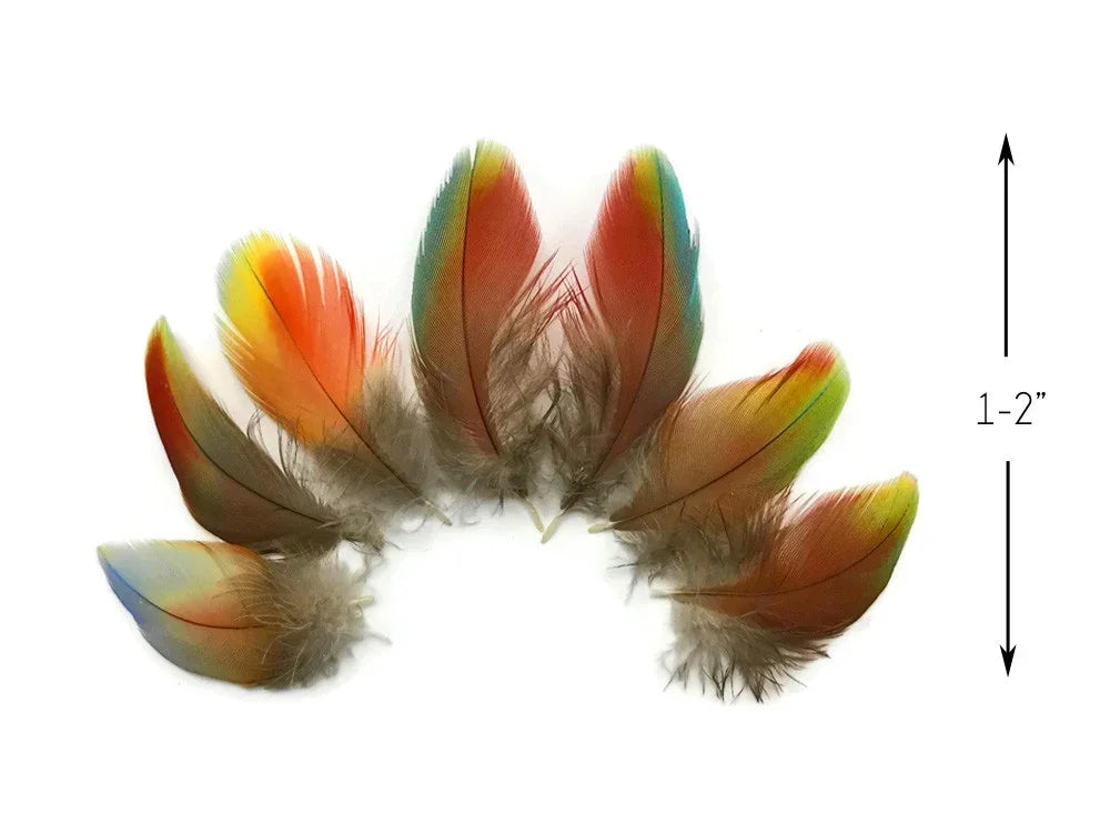 Vibrant multicolored craft feathers in shades of orange, blue, and red, 1-2 inches long.