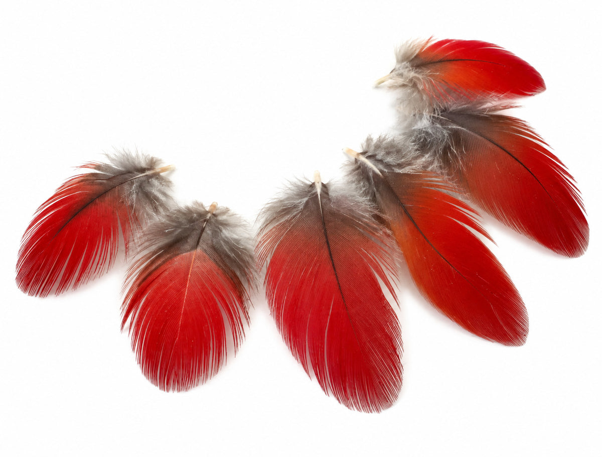 6 Pieces - Natural Red African Grey Parrot Small Body Plumage Feathers - Rare-