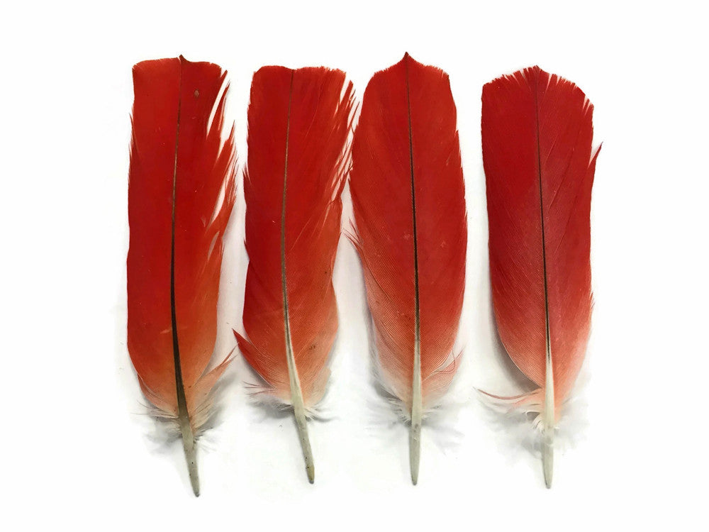 12 selling Red African Grey Tail Feathers-1.5