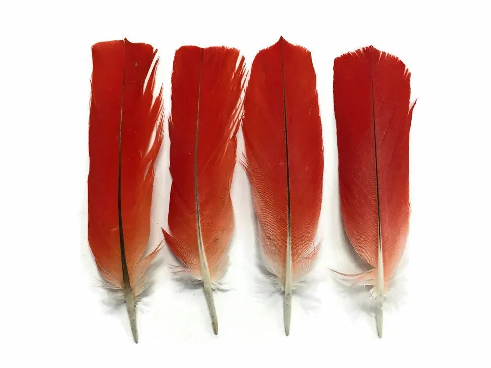 Four vibrant red feathers for crafts and fashion DIY supplies on a white background.