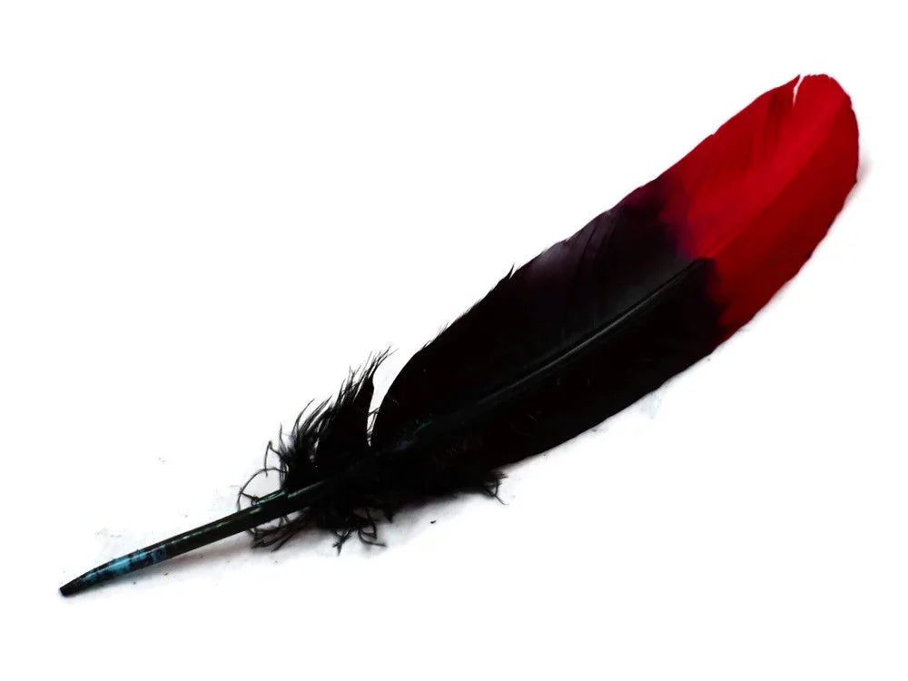 Single black and vibrant red feather for DIY crafts and fashion accessories.