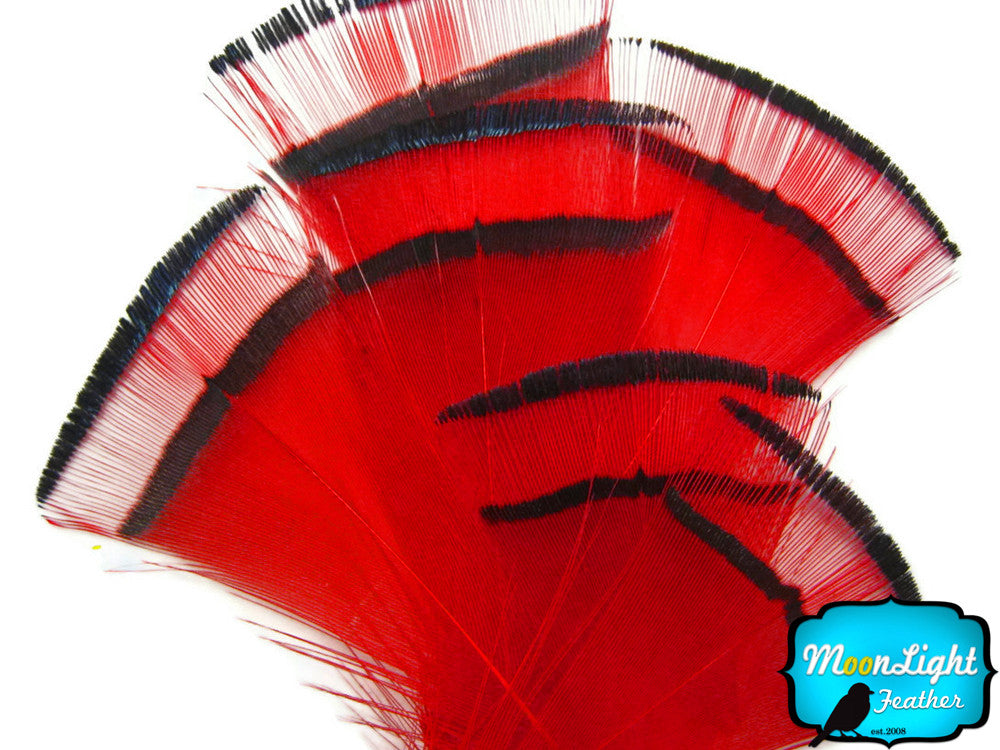1 Dozen - Red Golden Pheasant Tippet Feather