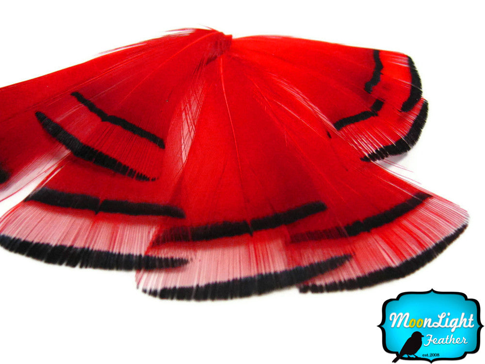 1 Dozen - Red Golden Pheasant Tippet Feather