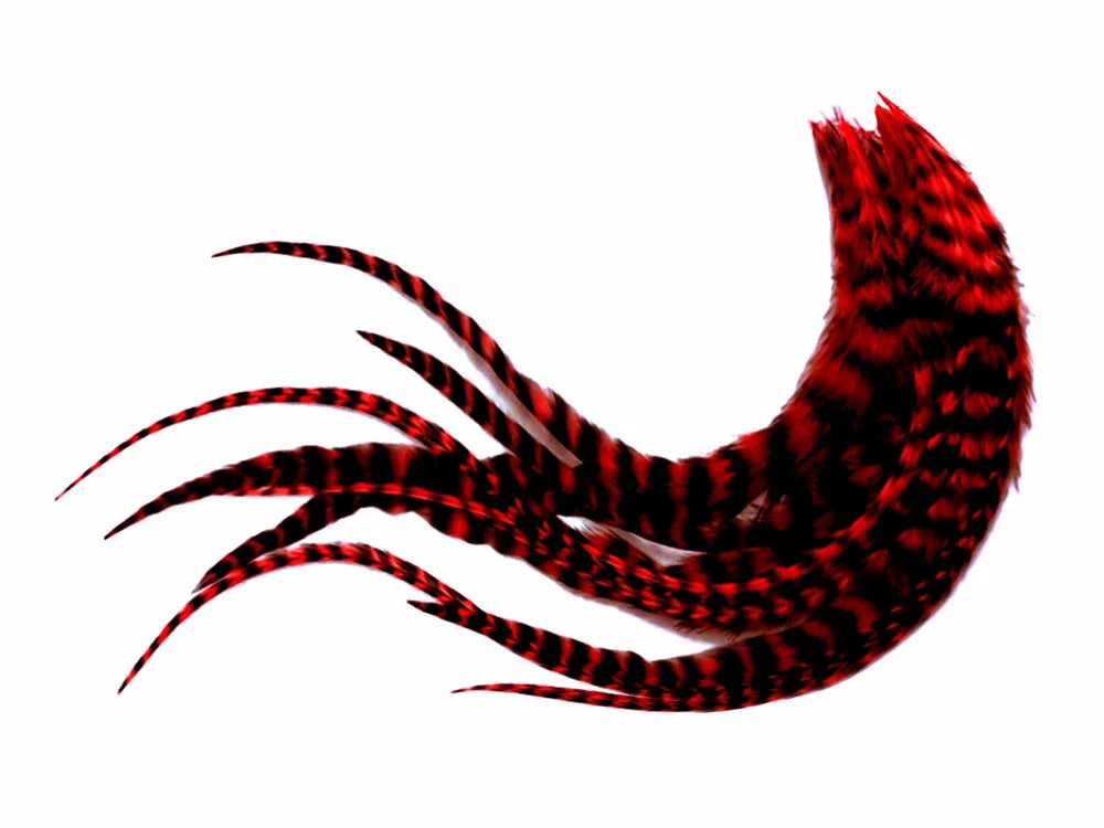 Vibrant red and black patterned feathers for DIY crafts and fashion accessories.