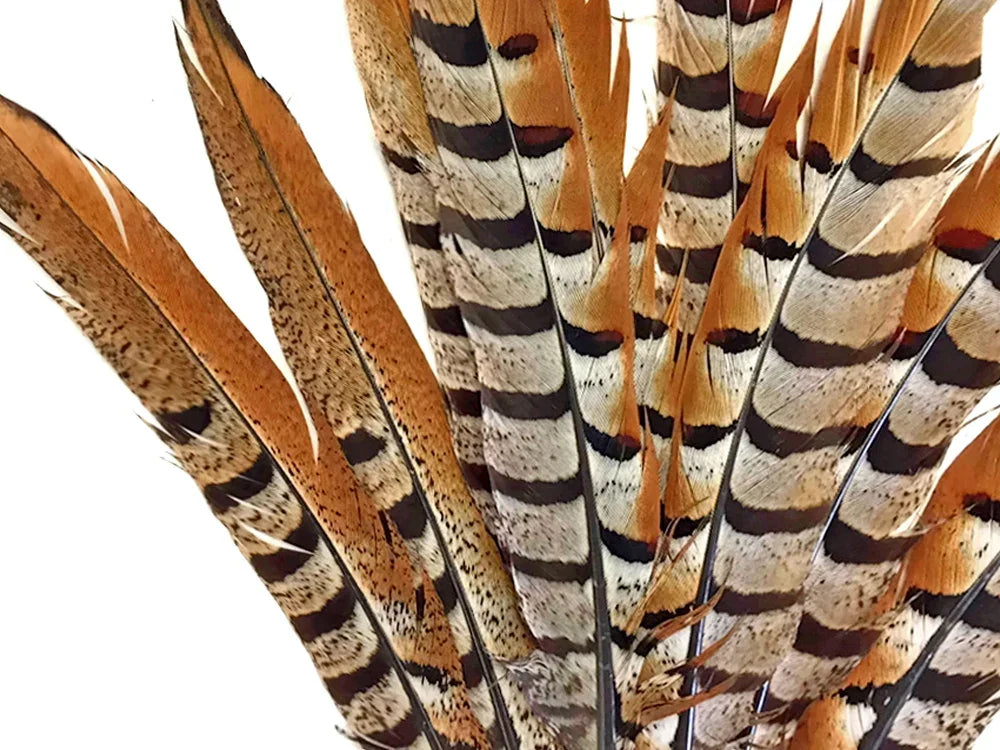 50 Pieces - 16-18" Natural Reeves Venery Pheasant Tail Wholesale Feathers (Bulk)