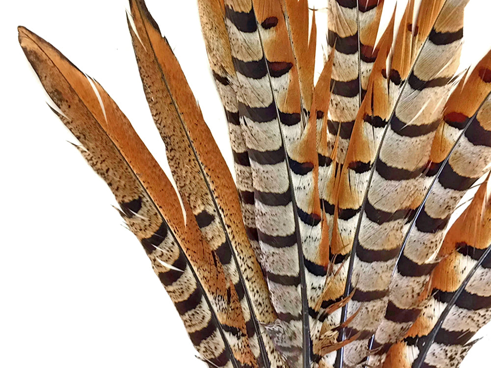 10 Pieces - 35-40" Natural Reeves Venery Pheasant Super Long Tail Feathers