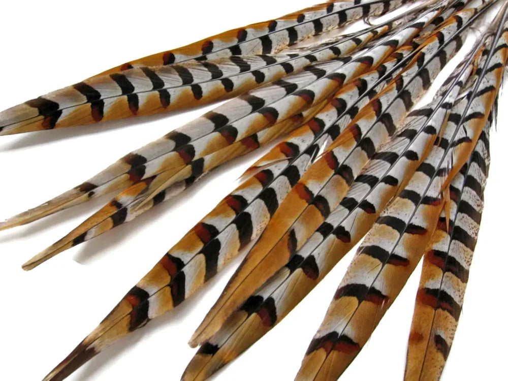 50 Pieces - 14-16" Natural Reeves Venery Pheasant Tail Wholesale Feathers (Bulk)