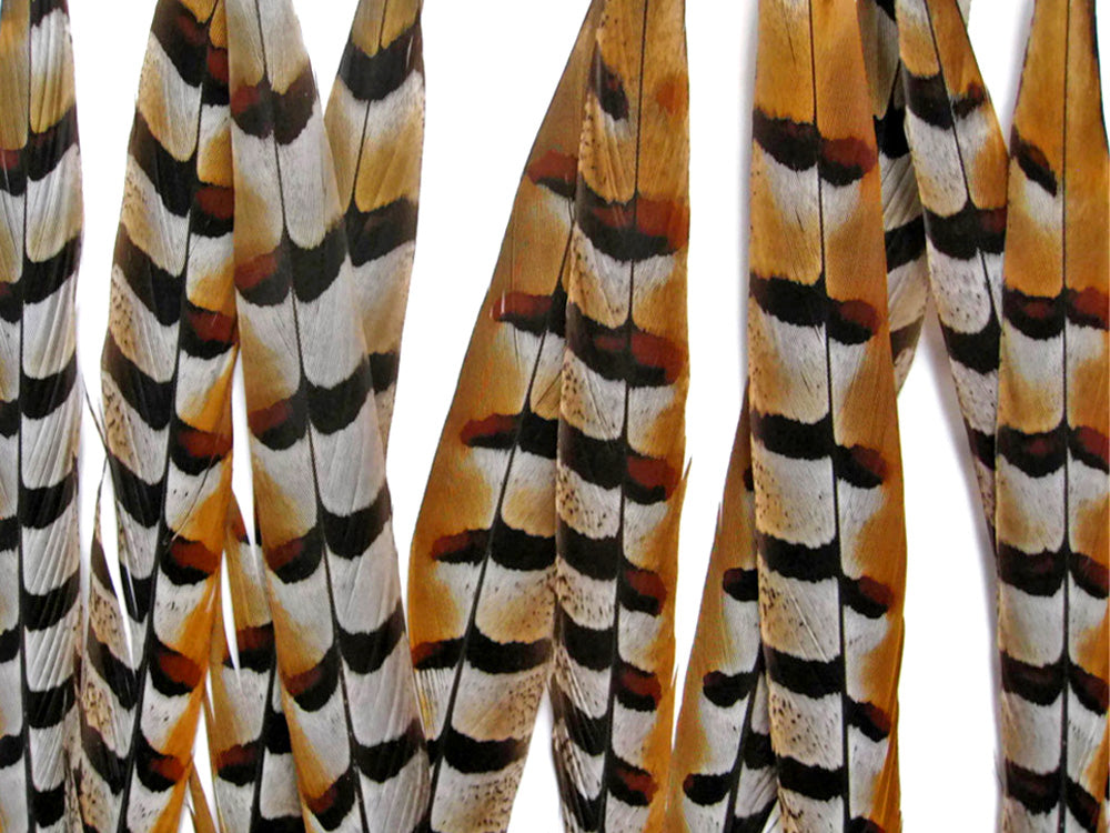 10 Pieces - 10-12" Natural Reeves Venery Pheasant Tail Feathers