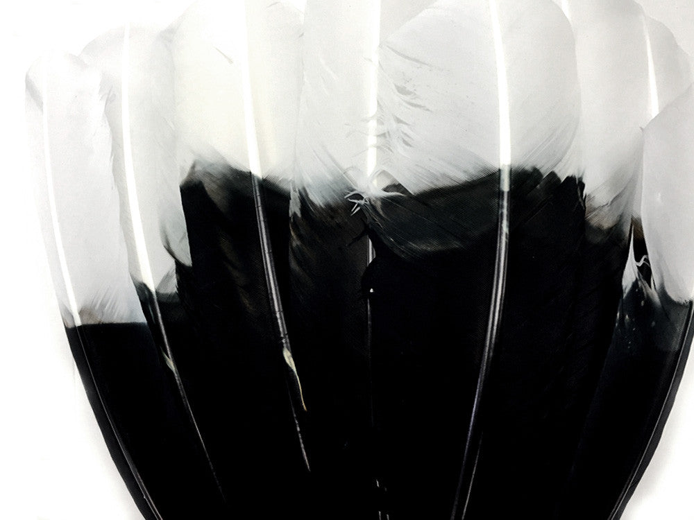 6 Pieces - White Tipped "Imitation Eagle" Turkey Tom Rounds Secondary Wing Quill Feathers