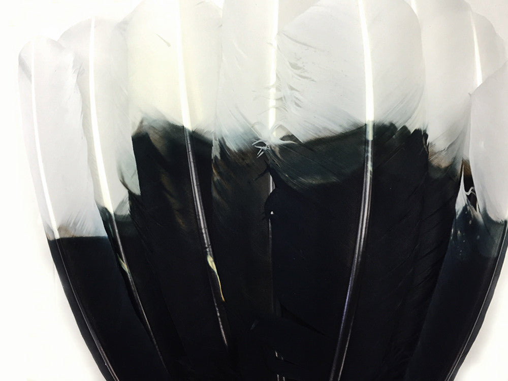 1/4 lbs. - White Tipped Tom Turkey Rounds Black "Imitation Eagle" Wholesale Feathers (Bulk)