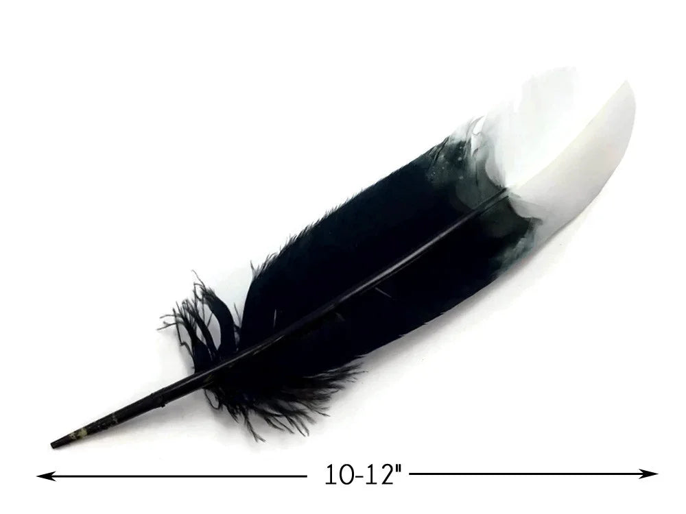 Large black and white decorative feather for crafts and fashion, 10-12 inches long.
