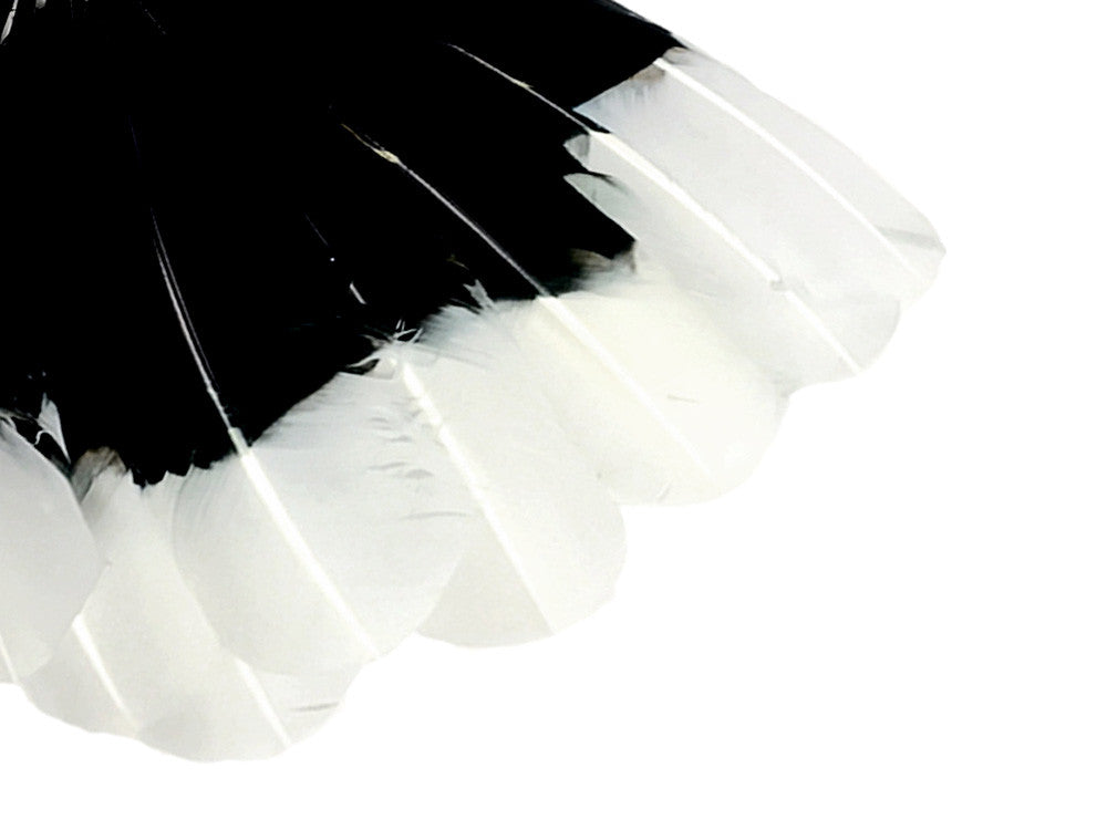 6 Pieces - White Tipped "Imitation Eagle" Turkey Tom Rounds Secondary Wing Quill Feathers