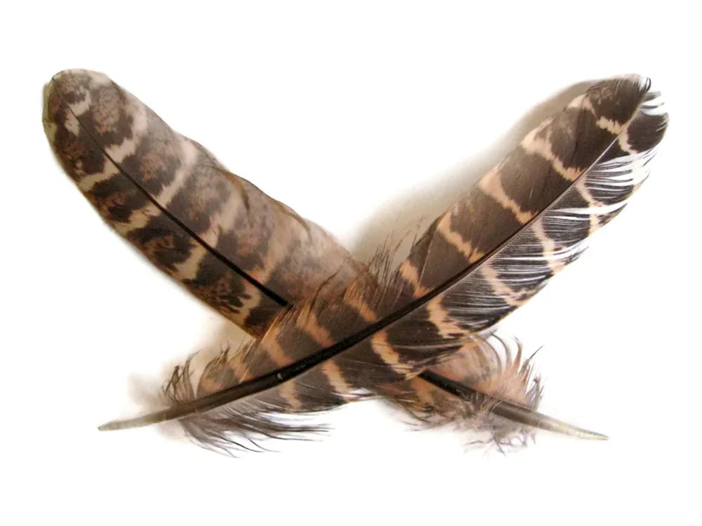 Two brown and tan striped natural feathers crossed on a white background.