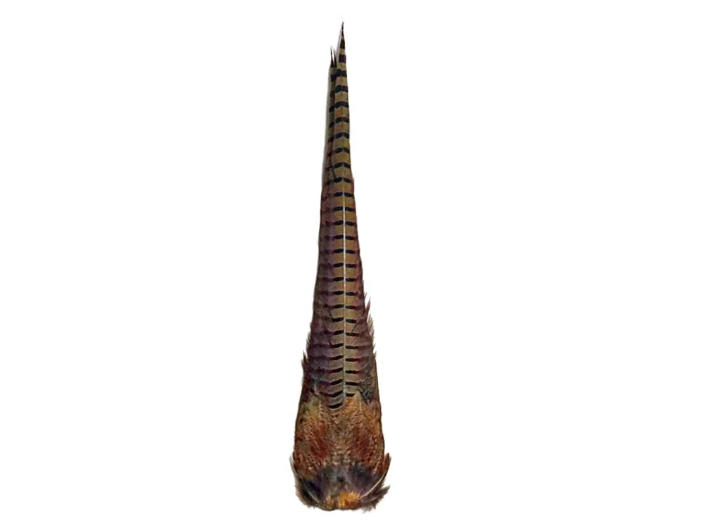 1 Tail - Natural Brown Complete Ringneck Pheasant Feather Tail Clump