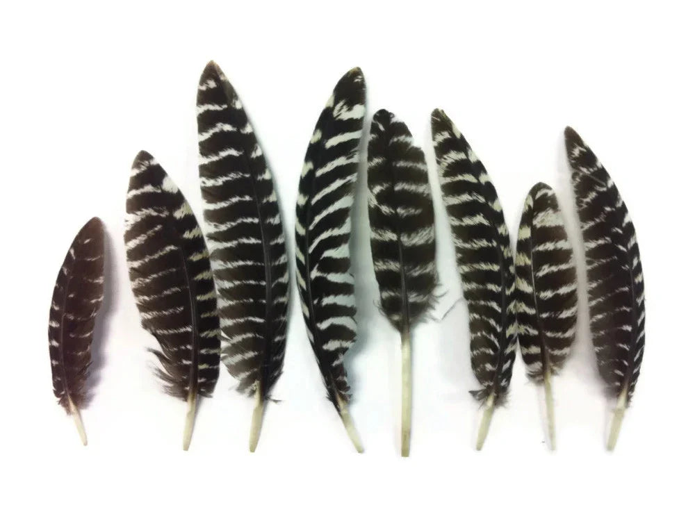Set of natural black and white striped feathers for DIY crafts and fashion decor.