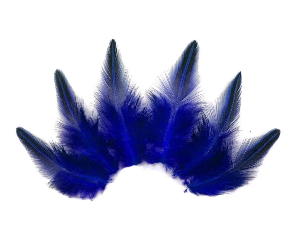 Vibrant cobalt blue feathers arranged in a decorative fan shape on a white background.