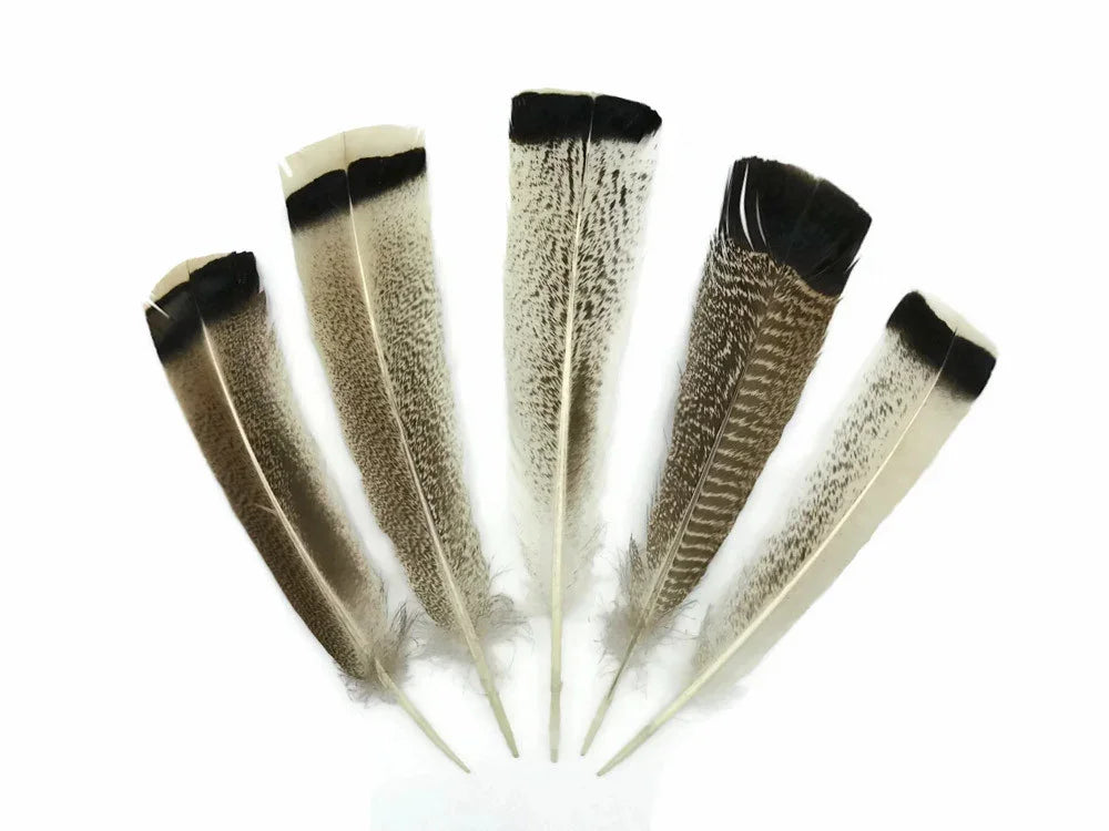 Five natural patterned bird feathers with black tips arranged in a fan shape on white background.