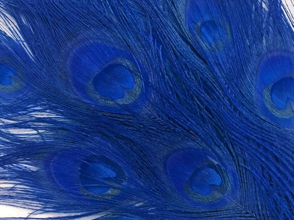 50 Pieces – Royal Blue Bleached & Dyed Peacock Tail Eye Wholesale Feathers (Bulk) 10-12” Long