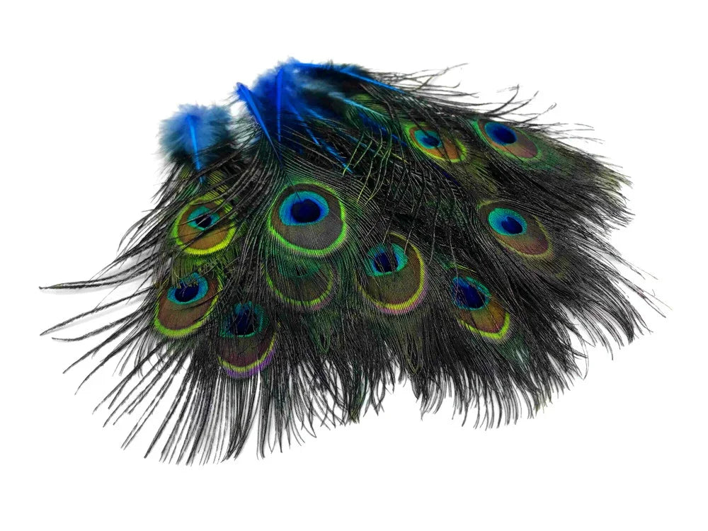Vibrant peacock feathers with iridescent blue and green eye patterns for crafts and décor.