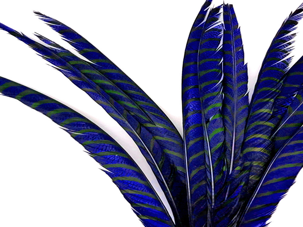 5 Pieces - 30-35" Royal Blue Zebra Lady Amherst Pheasant Tail Super Long Feathers