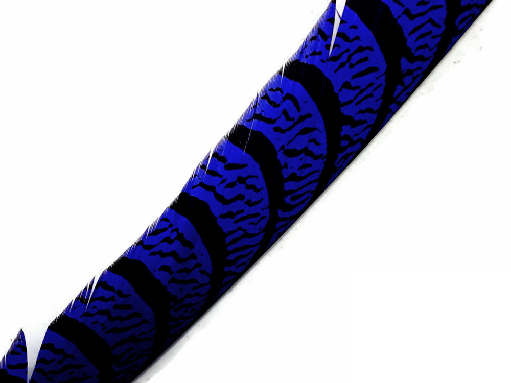 5 Pieces - 30-35" Royal Blue Zebra Lady Amherst Pheasant Tail Super Long Feathers