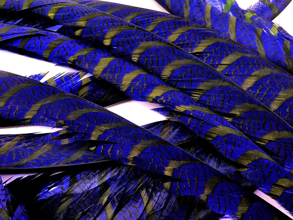 5 Pieces - 30-35" Royal Blue Zebra Lady Amherst Pheasant Tail Super Long Feathers