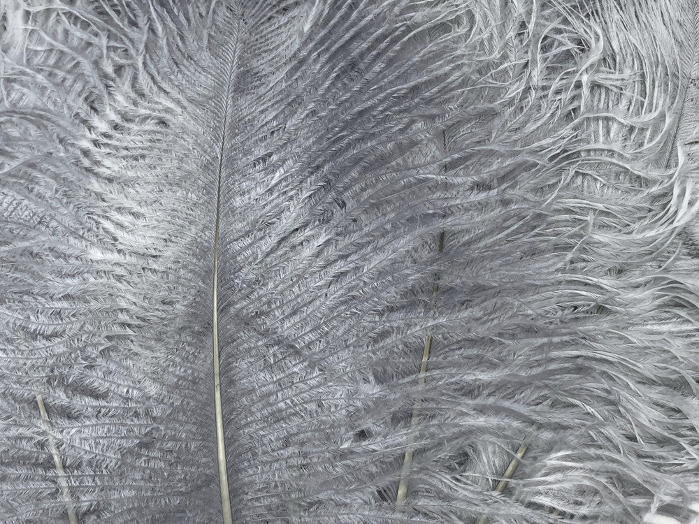 10 Pieces - 12-16" Silver Gray Dyed Ostrich Tail Fancy Feathers