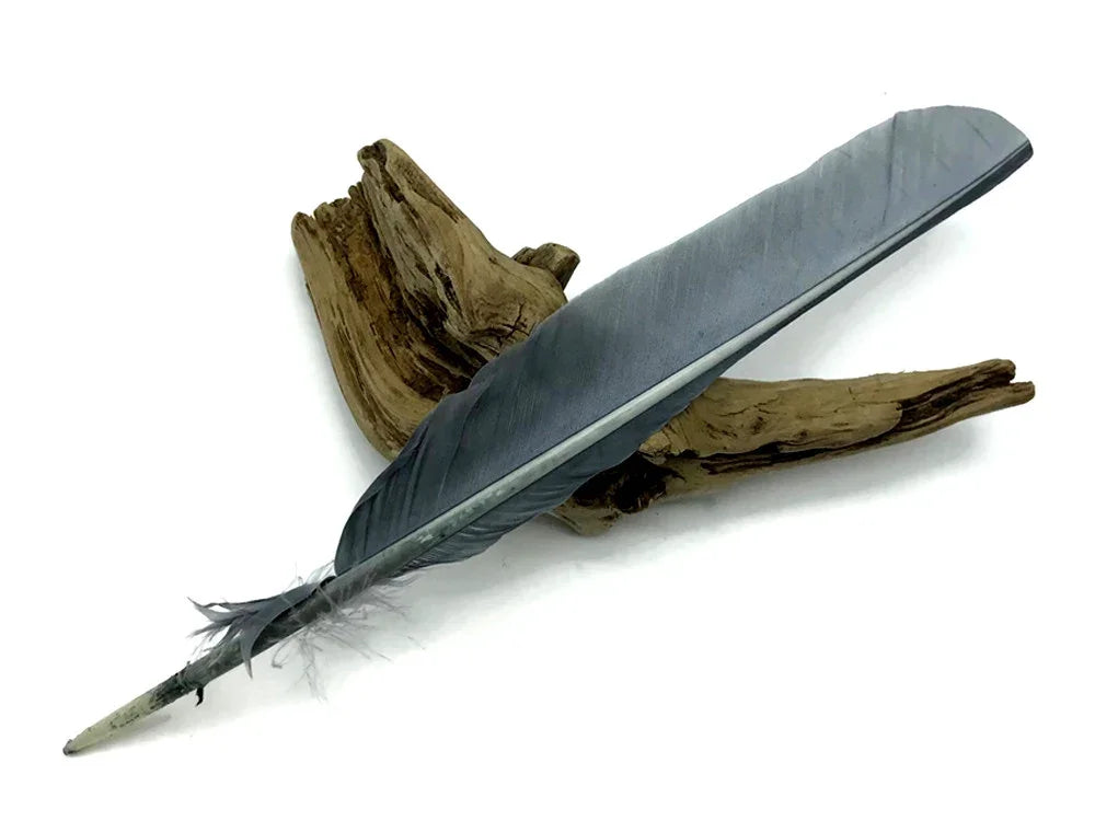 Large dark grey feather resting on a piece of natural driftwood against a white background.